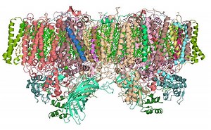 Photosystem II - Alchetron, The Free Social Encyclopedia