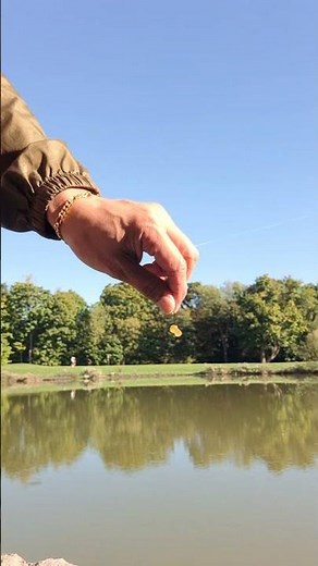 Easiest way to catch Gold fish using Salmon Egg