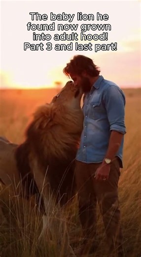 Final part No longer a teen and now fully grown! #lion #lionstory #fyp #wildliferescue #animals