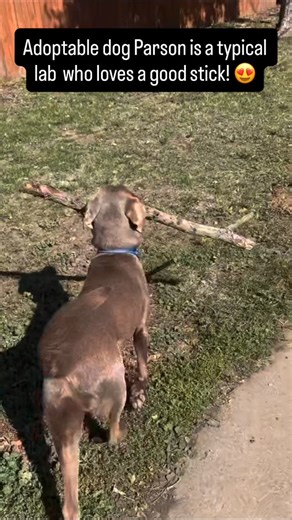 Adoptable dog Parson (1 year, 50 lbs) is an energetic and sweet lab who loves finding a good stick! 😍 He would make the best adventure buddy! Check out his profile in the comments to learn more! #adoptme #rescuedog #adoptdontshop #rescuedogsrock #adoptmepets #coloradorescue #rescuedoglove #adoptabledog #rescuedogsofinstagram #rescuedogs | The Rocky Mountain Lab Rescue