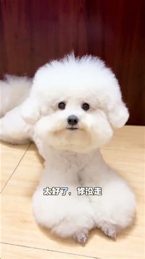 Bichon's First Day at the Office: Real-Life Cutie Show
