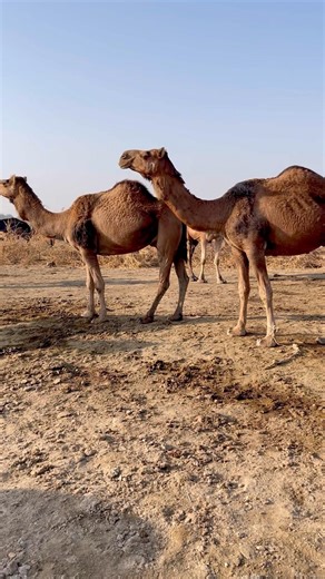 So Relaxing! Camels & Animals Together 🐪 | Pure Nature ASMR 4K || #camel #animals #asmrvideo #asmr