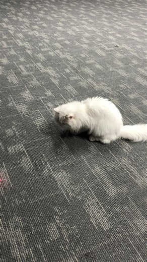 shennd24 (@shennd24)’s videos with Fun Fun Fun Fun Fun Fun - Parry Gripp