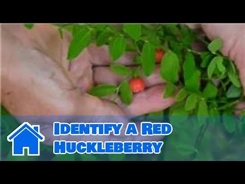 Maintaining & Pruning Shrubs : How to Identify a Red Huckleberry