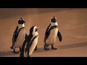 Pinguin Lucu 🐧❄️ | Lagu Anak Ceria tentang Hewan Kutub