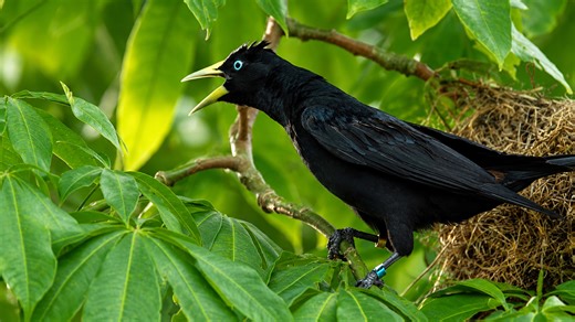 Camera trap shows black bird calling loudly from forest branches