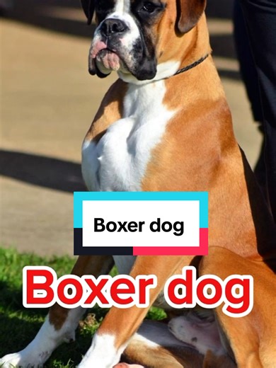 Meet the Energetic and Goofy Boxer Dog