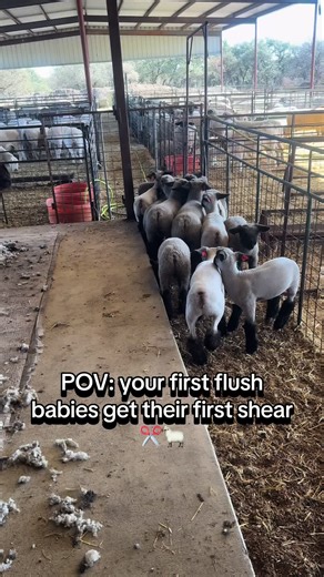 Shear baby lambs out of our first flush group ✂️🐑 Early shearing encourages growth, and lets us evaluate early. These babies are just getting started 💪 When do you ideally shear babies? #sheeptok #showlambs #lambsoftiktok #shearingday #ranchlife