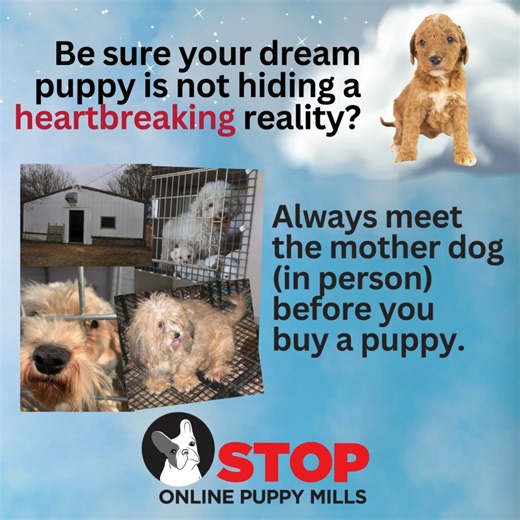Don't support puppy mill cruelty. Pick your puppy up in person, meet the mother dog so you can see her mental and physical conditions and see where she and all of the breeders dogs live. #stoponlinepuppymills #stoppupemills #stoppuppymills #wethepuppies #puppiesareadorablepuppymillsarehorrible #puppiesofig #puppiesofig #puppiesforall #puppiesofinsta #puppiesforsale #puppiesofinsta #puppiesoftiktok #puppiesinstagram #puppiesofFacebook #puppiesofinstagram #Puppiesforsalenearme #puppiesforsaleinmia