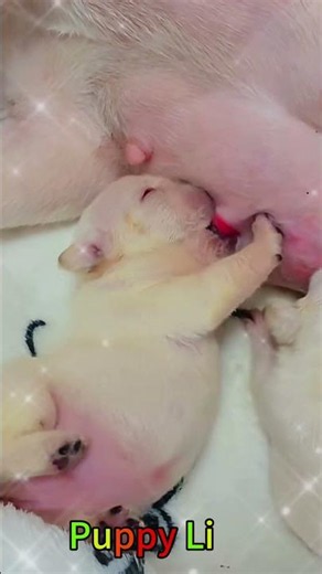 子犬の毎日 – Everyday Puppy Life. #koreaPuppies #japanDogs