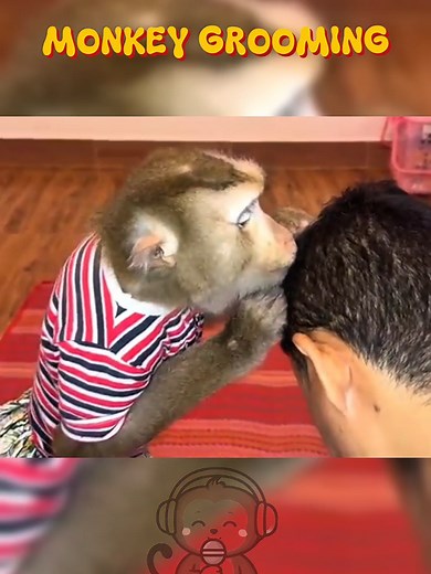 #asmr #monkeygrooming #monkeyasmr