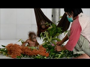 BABY BULLETIN: Rescued Baby Orangutans Get Fresh Start!