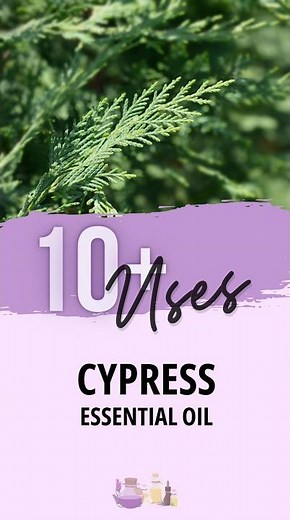 Cypress Essential Oil Uses / Essential Oils Education