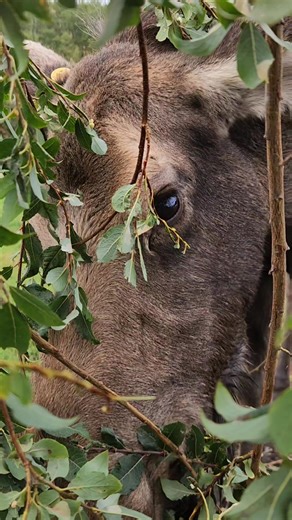 2K views · 142 reactions | Hiding in the willows a moose has chosen to snack on. We cut over 80lbs of fresh willow and other edible plants for Lilly the rescue moose everyday there is greenery around. We also accept donations from our awesome community. 龜 | Williams Reindeer Farm | Facebook