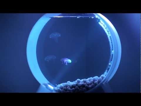 My Desktop Jellyfish Tank (pet jellyfish)