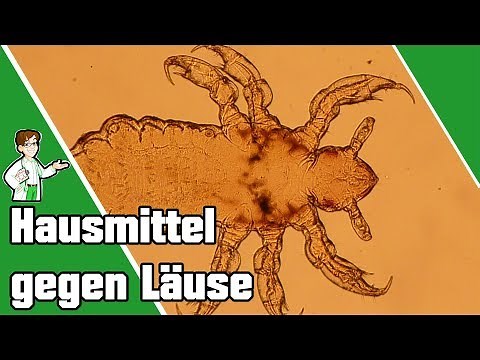 Hausmittel gegen Läuse - Die Top 8 Tipps 🐜