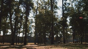 Free Nature Videos: 4K & HD | No Watermark | Download Now