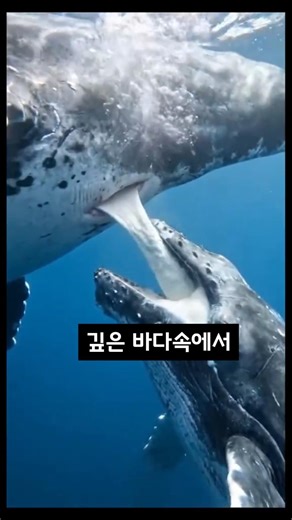 대왕고래 우유가 치약처럼 나오는 이유