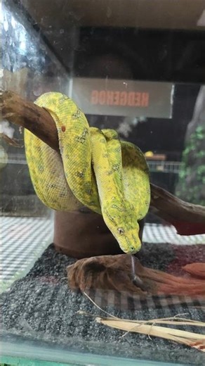 This Snake Searching Something #snake #animals #shorts #trending #viral
