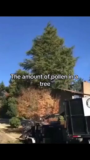 FOLLOW MY INSTA IN BIO!! pollen gets in a tree through a process called pollination. You see, pollen is produced by the male parts of a flower, and it needs to reach the female parts of another flower to fertilize it. This can happen in a few ways, like wind carrying the pollen from one tree to another, or insects like bees and butterflies carrying it as they move from flower to flower. So, basically, it's nature's way of helping trees reproduce! 🌳🌼 #fyp #viral #fypシ゚viral #xyzbca #foryou