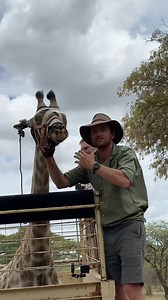 I am holding a giraffe in the back of the relocation trailer - I can't forget how tall he is! 🦒🙌🏻 #endangeredspecies #reillytravers #wildanimals #Imire | Reilly Travers