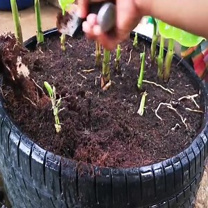 How to propagate bananas | 𝐀𝐝𝐨𝐫𝐚𝐛𝐥𝐞 𝐆𝐚𝐫𝐝𝐞𝐧