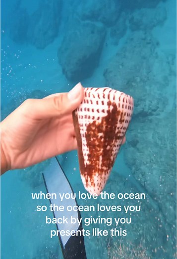 Discovering Unique Cone Shells in Hawaii