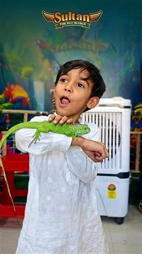 Enjoy With Iguana || MashaAllah 🥰 || #iguana #iguanapets