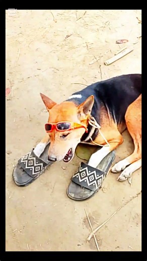 #viralvideo #foryou #funny