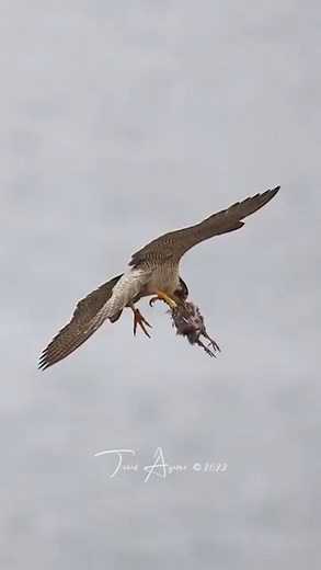 Juvenile Peregrine Falcon grabs food from it’s Mom. | Eating Sounds