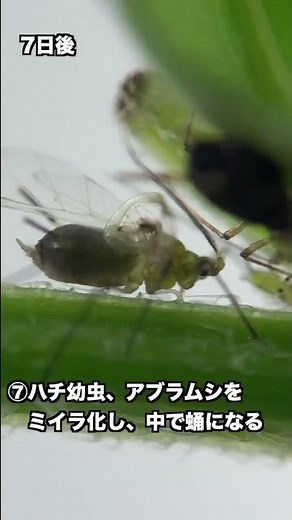 アブラムシに寄生するアブラバチの一生 #Shorts
