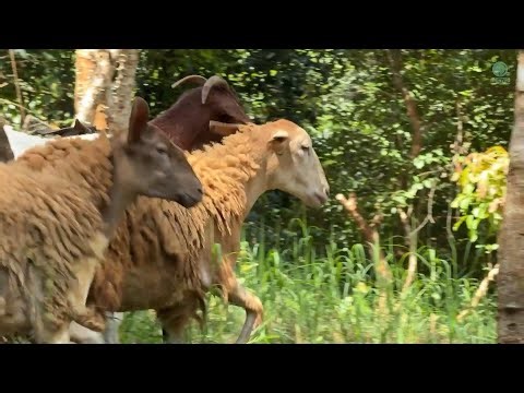 Living the Best Life: Watch Our Goats and Sheep Explore Their New, Lush Home - ElephantNews