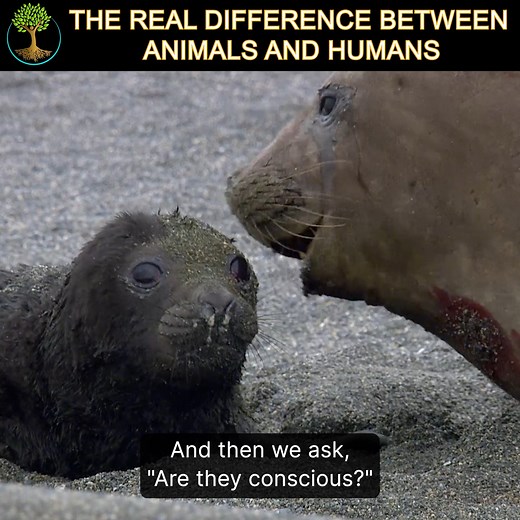 60K views · 1.5K reactions | What if the boundaries between human and animal consciousness are far thinner than we think? Prepare to be surprised by the extraordinary intelligence, emotion, and compassion found in creatures we often underestimate. This video challenges everything you thought you knew about what makes us truly human. #animalintelligence #naturelovers #wildlifeprotection | Sustainable Human | Facebook