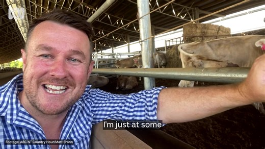 ABC's Matt Brann made a new friend today The Country Hour’s Matt Brann made a new friend today!🐮 It’s not often you see dairy cattle in the NT. Listen on: https://l1nq.com/ABClisten 🎤Matt Brann | ABC Darwin