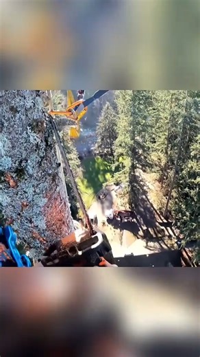 Removing This LARGE 50" Tree! Chipping Wood and Stump Removal! Part4 | Kenzie 01