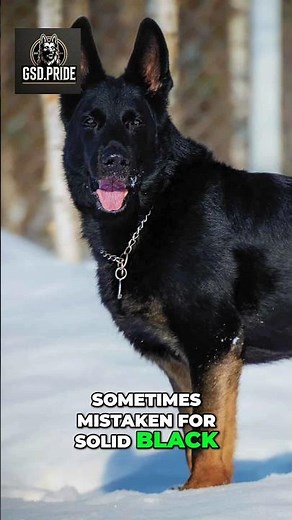 🖤🟤 Bi-Color German Shepherd.#BiColorGSD #GermanShepherd #GSDLovers #WorkingDog #GuardianDog #gsd