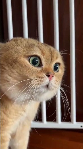 Talking Orange Cat Meme - Original Video