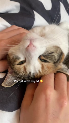 Understanding Cat Behavior Towards Owners and Partners