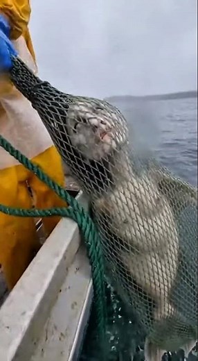 Hooked Horror: The Net-Caught Sea Creature