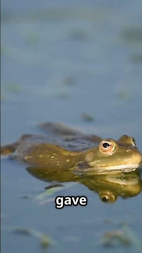 The Frog That Gave Birth Through Its Mouth! 🐸 (Gastric-Brooding Frog)