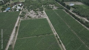Argentina Vineyards in Cafayate Salta, Aerial Drone Above Grape Production Rural Area and Scenic Andean Cordillera Mountain Range
