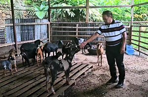 450K views · 8.9K reactions | Goat Breeding Tips! In upgrading...