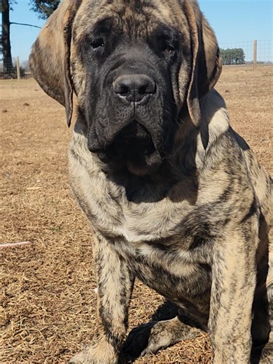 Meet Big Shirley, the Adorable English Mastiff