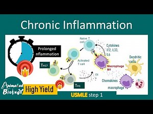 Chronic inflammation | Cellular and molecular basis of chronic inflammation | outcomes | USMLE step1
