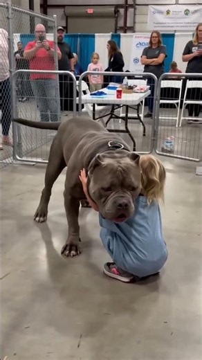 Heartwarming Moment Between Little Girl and American Bully Giant