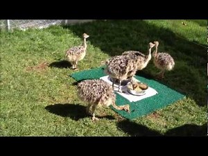 Baby Ostrich Chicks