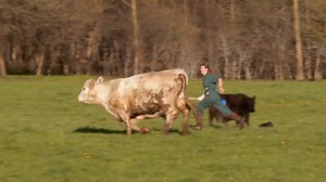 80K views · 988 reactions | When you're dealing with live animals, anything can happen! | National Geographic Animals | Facebook