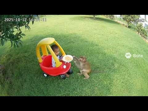 CCTV Captures Brave Cat Chasing Away a Bear to Protect Baby!