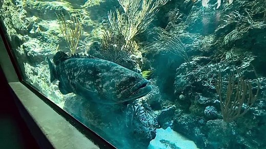 108 reactions · 16 shares | Meet the goliath grouper. A real-life...