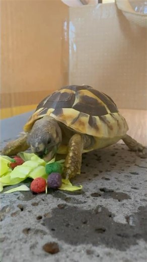 Can you eat slowly? 😄